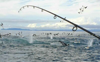 Auckland Fishing Charters: Hauraki Gulf Workup Report