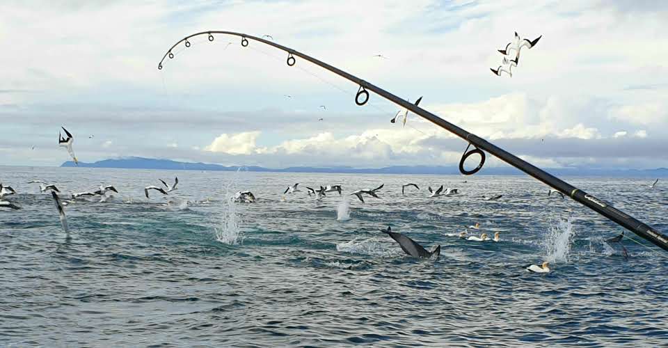 Auckland Fishing Charters: Hauraki Gulf Workup Report