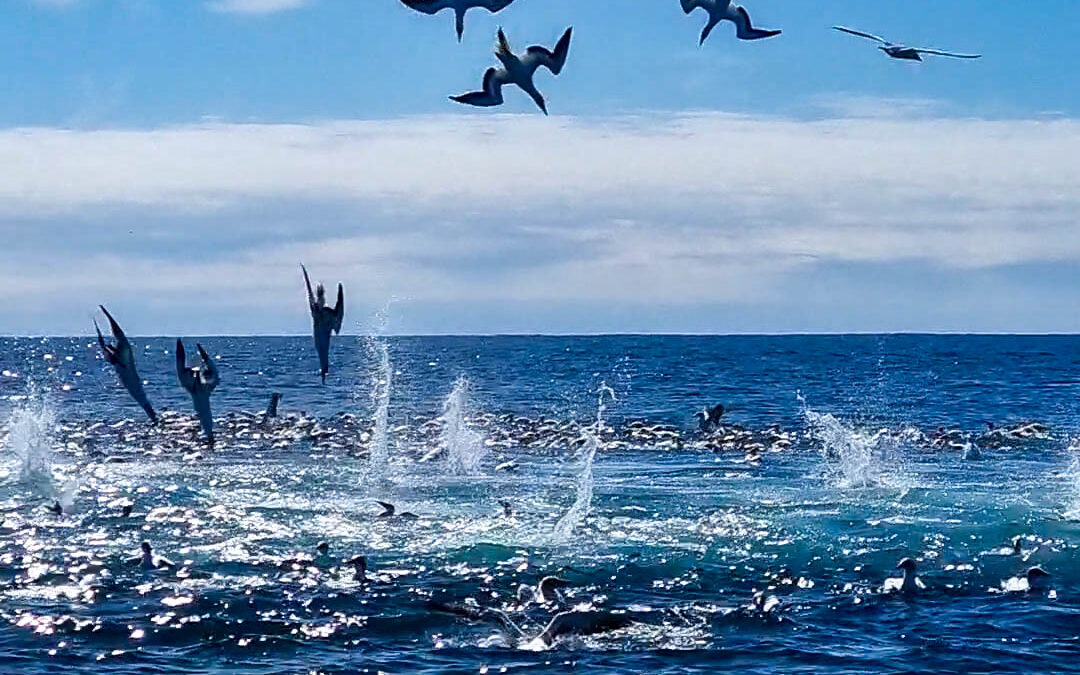 The Guide To The Hauraki Gulf Autumn Workups