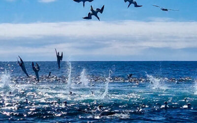 The Guide To The Hauraki Gulf Autumn Workups
