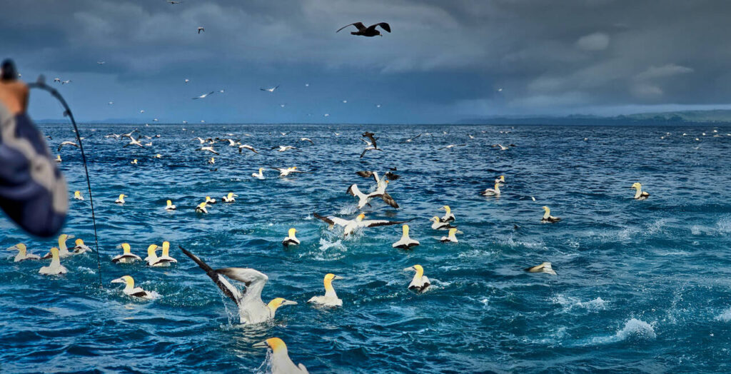 Fishing charter Auckland - Auckland fishing charter