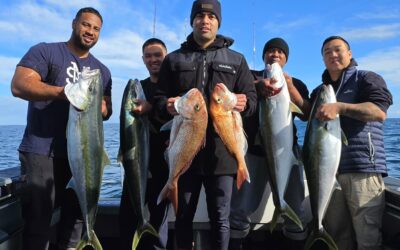 Kingfish Are Erupting In the Gulf – September 2026