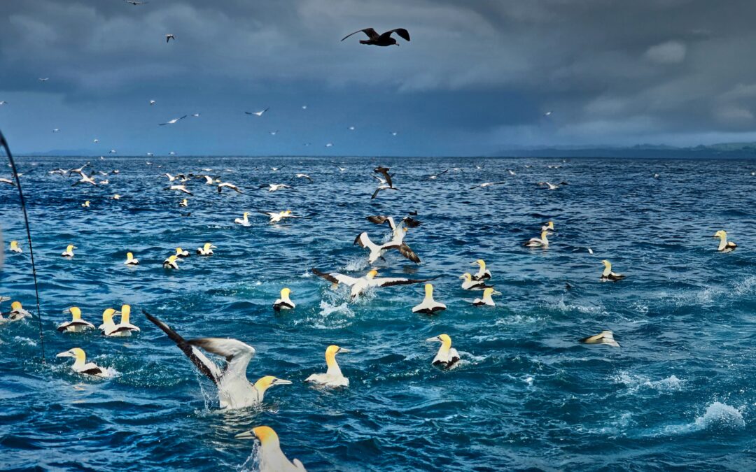 Showering pilchard baitball under attack by kingfish and diving gannets in the Hauraki Gulf